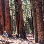Sequoia National Park Private Tour - Frequently Asked Questions