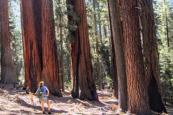 Sequoia National Park Private Tour - Frequently Asked Questions