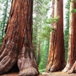 Sequoia Park Private Tour - In-Depth Review of the Sequoia Park Private Tour