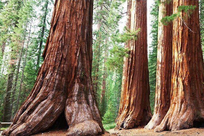 Sequoia Park Private Tour - In-Depth Review of the Sequoia Park Private Tour