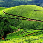 Serene Munnar Retreat: Private Tour from Kochi to the Munnar Hill - What Makes This Tour Stand Out?