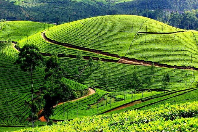 Serene Munnar Retreat: Private Tour from Kochi to the Munnar Hill - What Makes This Tour Stand Out?