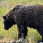 Seward to Anchorage transfer with National Park hike and AWCC - FAQ