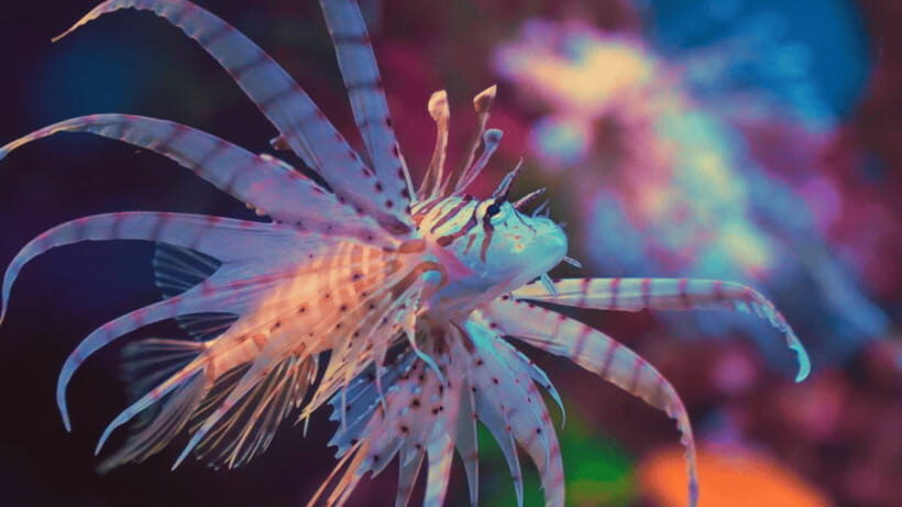 Shanghai: The Marine Wonders at Shanghai Ocean Aquarium - Who Would Love This Experience?