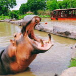 Shanghai: Wild Animal Park Ticket - Final Thoughts