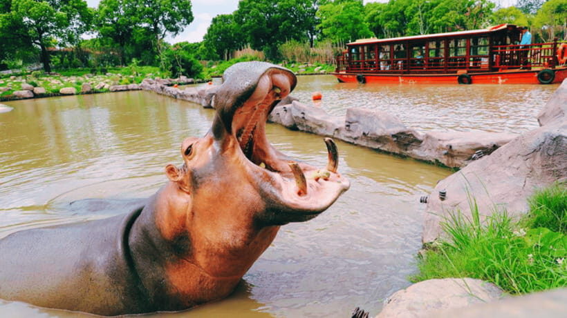 Shanghai: Wild Animal Park Ticket - Final Thoughts