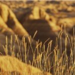 Shared Badlands and Wall Drug Store Experience - Who Should Consider This Tour?