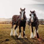 Shared Golden's History Wagon Ride Tour in Colorado - Who Will Love This Tour?