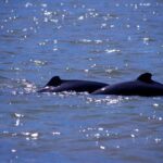 Shared Mangrove & Irrawaddy Dolphin Watching Cruise - A Detailed Look at the Kuching Mangrove & Dolphin Cruise