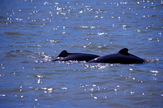Shared Mangrove & Irrawaddy Dolphin Watching Cruise - A Detailed Look at the Kuching Mangrove & Dolphin Cruise