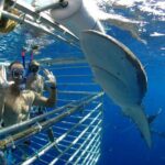 Shark Cage Diving In Oahu - Why It’s a Good Value