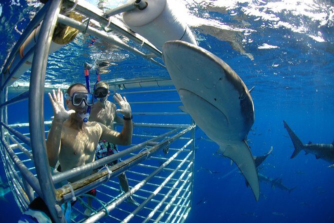 Shark Cage Diving In Oahu - Why It’s a Good Value