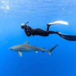 Shark Dive Private Charter No Cage - A Closer Look at the Shark Dive Private Charter Experience