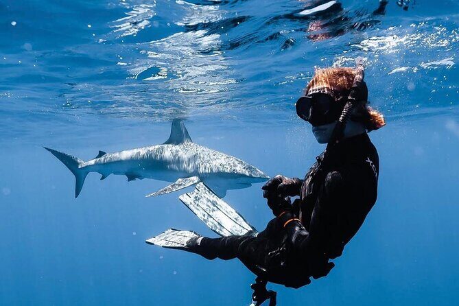 Shark Diving and Snorkeling in Oahu Hawaii - Why This Tour Works Well for Different Travelers