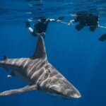 Shark Snorkeling Experience in South Florida - Navigating the Details