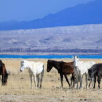 Shell beach Turtle head and Kok-Moinok canyons - The Wonders of Lake Issyk-Kul
