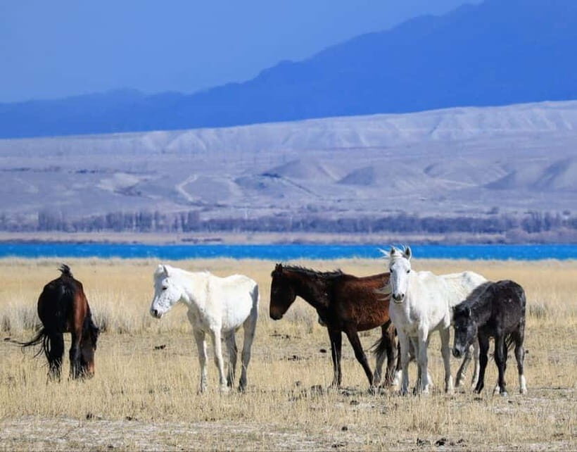 Shell beach Turtle head and Kok-Moinok canyons - The Wonders of Lake Issyk-Kul