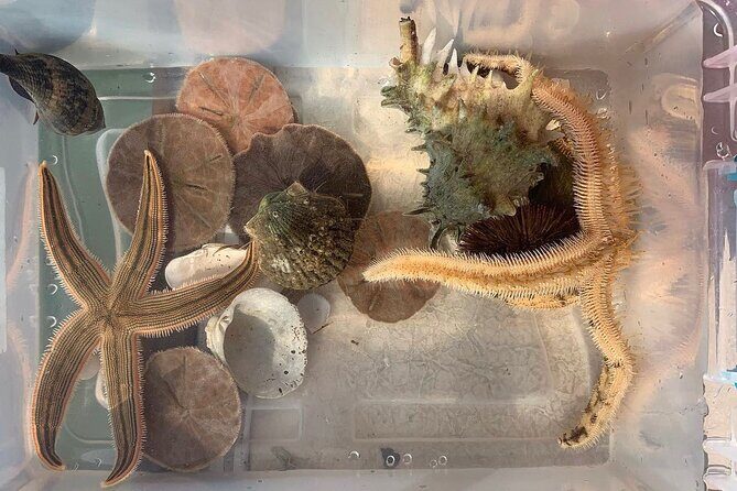 Shell Island Dolphin and Snorkel Boat Tour - Who Would Love This Tour?