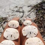 Shell Key Ferry from Ft. DeSoto Boat Ramp in Tierra Verde, FL - What Does the Price Include?