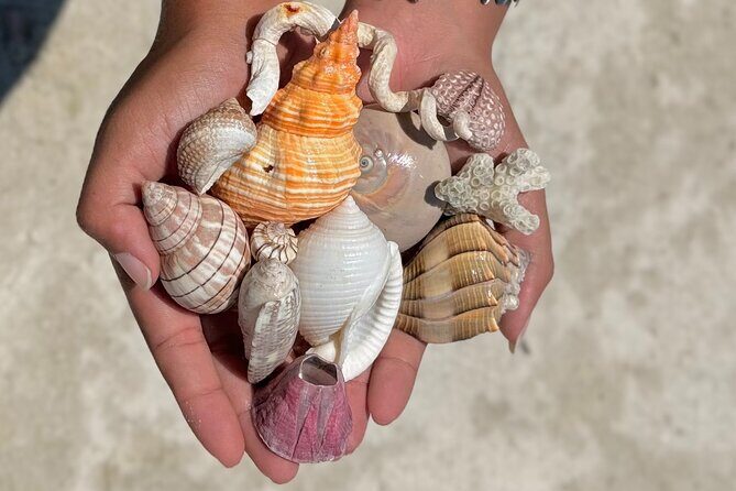 Shell Key Shelling Tour Discover Unique Treasures - St. Pete, FL - Who Should Consider This Tour?