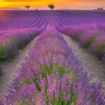 Shikisai-no-Oka and Furano Tour with buffet lunch from Sapporo - Final Thoughts