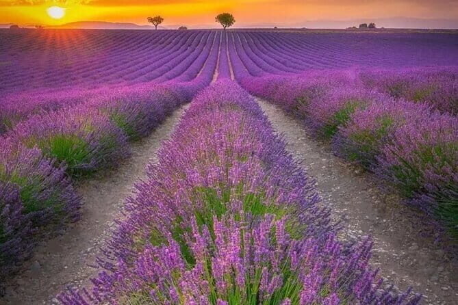 Shikisai-no-Oka and Furano Tour with buffet lunch from Sapporo - Final Thoughts