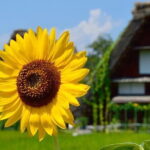 Shirakawago Gujo Hachiman & Hida Takayama Day tour from Nagoya - Who Should Consider This Tour?