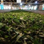 Shore Excursion Colombo Port to Kandy & Tea Factory - In-Depth Review of the Shore Excursion from Colombo to Kandy & Tea Factory