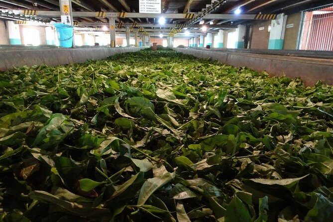 Shore Excursion Colombo Port to Kandy & Tea Factory - In-Depth Review of the Shore Excursion from Colombo to Kandy & Tea Factory