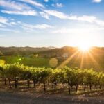 Shore Excursion in SFO - Enchanted Napa & Sonoma Wine Tour in SUV - A Deep Dive into the Napa & Sonoma Wine Tour Experience