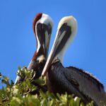 Sian Ka'an Adventure Full Day Trip to Punta Allen - Snorkeling on the Mesoamerican Barrier Reef