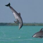 Sian Ka'an Classic - Lunch and Leisure in Punta Allen