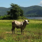 Siem Reap: Authentic Village Tour with Ox Cart Ride - An In-Depth Look at the Siem Reap Village Tour