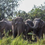 Siem Reap: Dine with Elephants, a Nature & Wildlife Journey - The Balance of Value and Experience