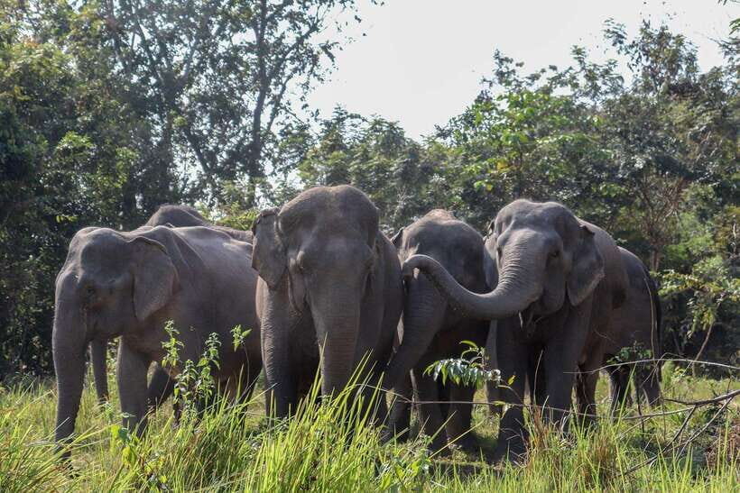 Siem Reap: Dine with Elephants, a Nature & Wildlife Journey - The Balance of Value and Experience