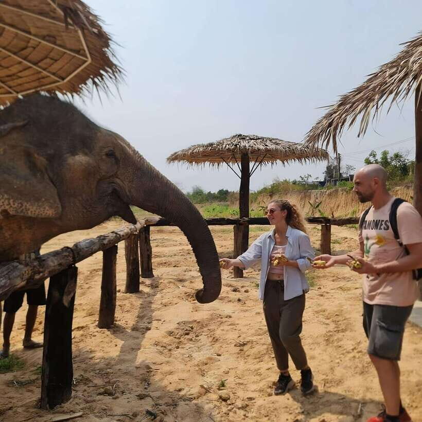 Siem Reap: Elephant Sanctuary Included Hotel Pickup Drop-off - A Deep Dive into the Siem Reap Elephant Sanctuary Tour