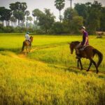 Siem Reap Happy Horse Riding - FAQ