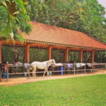 Siem Reap Happy Horse Riding Free Pick-up & Drop-off - Who Will Love This Tour?