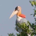 Siem Reap: Prek Toal Tonle Sap Biosphere Reserve Tour - Potential Drawbacks and Considerations