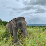 Siem Reap: Small Group Tour of Kulen Elephant Forest - Practical Details and Tips