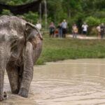 Siem Reap: Small Group Tour of Kulen Elephant Forest - A Closer Look at the Itinerary and What Matters