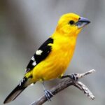 SIerra Madre Highland bird and Tuito - The Experience in Detail: A Deep Dive into the Tour