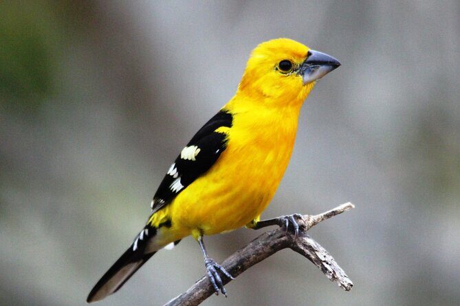 SIerra Madre Highland bird and Tuito - The Experience in Detail: A Deep Dive into the Tour