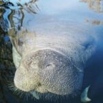 Siesta Key Guided Eco Tour - An In-Depth Look at the Siesta Key Guided Eco Tour