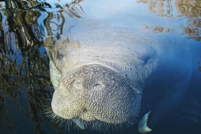 Siesta Key Guided Eco Tour - An In-Depth Look at the Siesta Key Guided Eco Tour