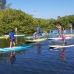Siesta Key: Mangrove Kayak or Paddleboard Tour - What to Expect During the 2 Hours