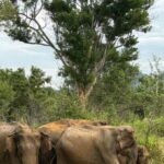 Sigiriya/Dambulla/Habarana: Minneriya National Park Safari - The Sum Up