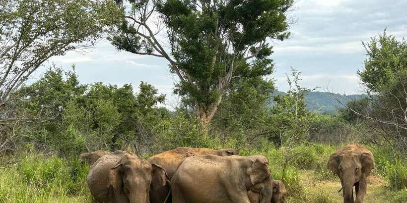 Sigiriya/Dambulla/Habarana: Minneriya National Park Safari - The Sum Up