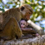 Sigiriya: Day Tour with Jeep Safari From Trincomalee - Authentic Insights from Travelers