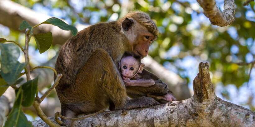 Sigiriya: Day Tour with Jeep Safari From Trincomalee - Authentic Insights from Travelers